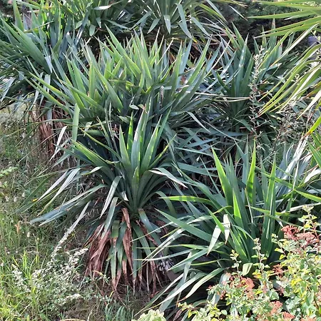 Art De L'o D'hotes Gasthof